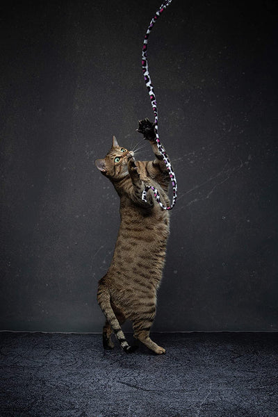 CAT DANCER Jungle Cat Wand 2 Pack, Multi Color (305),Medium Breeds