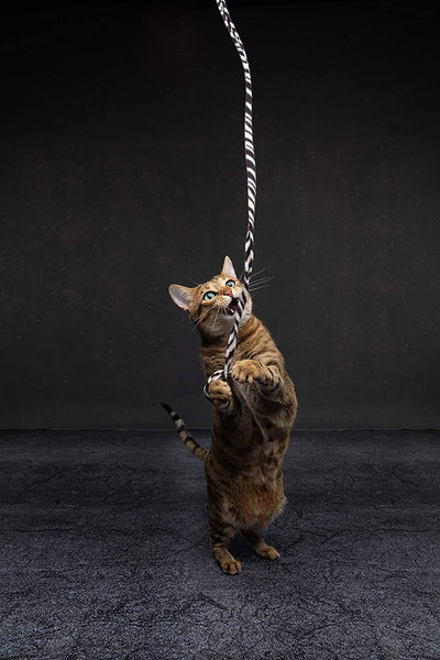 CAT DANCER Jungle Cat Wand 2 Pack, Multi Color (305),Medium Breeds