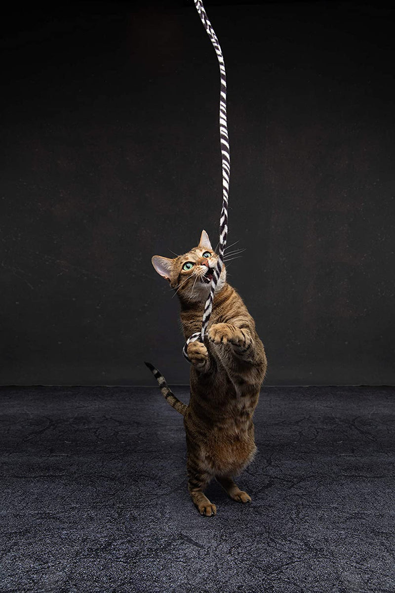 CAT DANCER Jungle Cat Wand 2 Pack, Multi Color (305),Medium Breeds