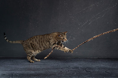 CAT DANCER Jungle Cat Wand 2 Pack, Multi Color (305),Medium Breeds