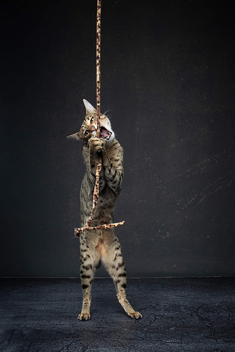 CAT DANCER Jungle Cat Wand 2 Pack, Multi Color (305),Medium Breeds